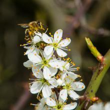 fleissige Biene