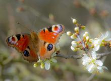 Tagpfauenauge